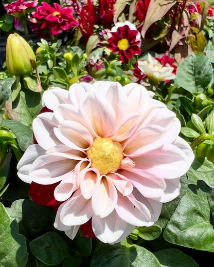 Dahlia 'Starsister Crimson Picotee'
