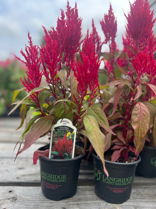 Celosia "Dragon's Breath"