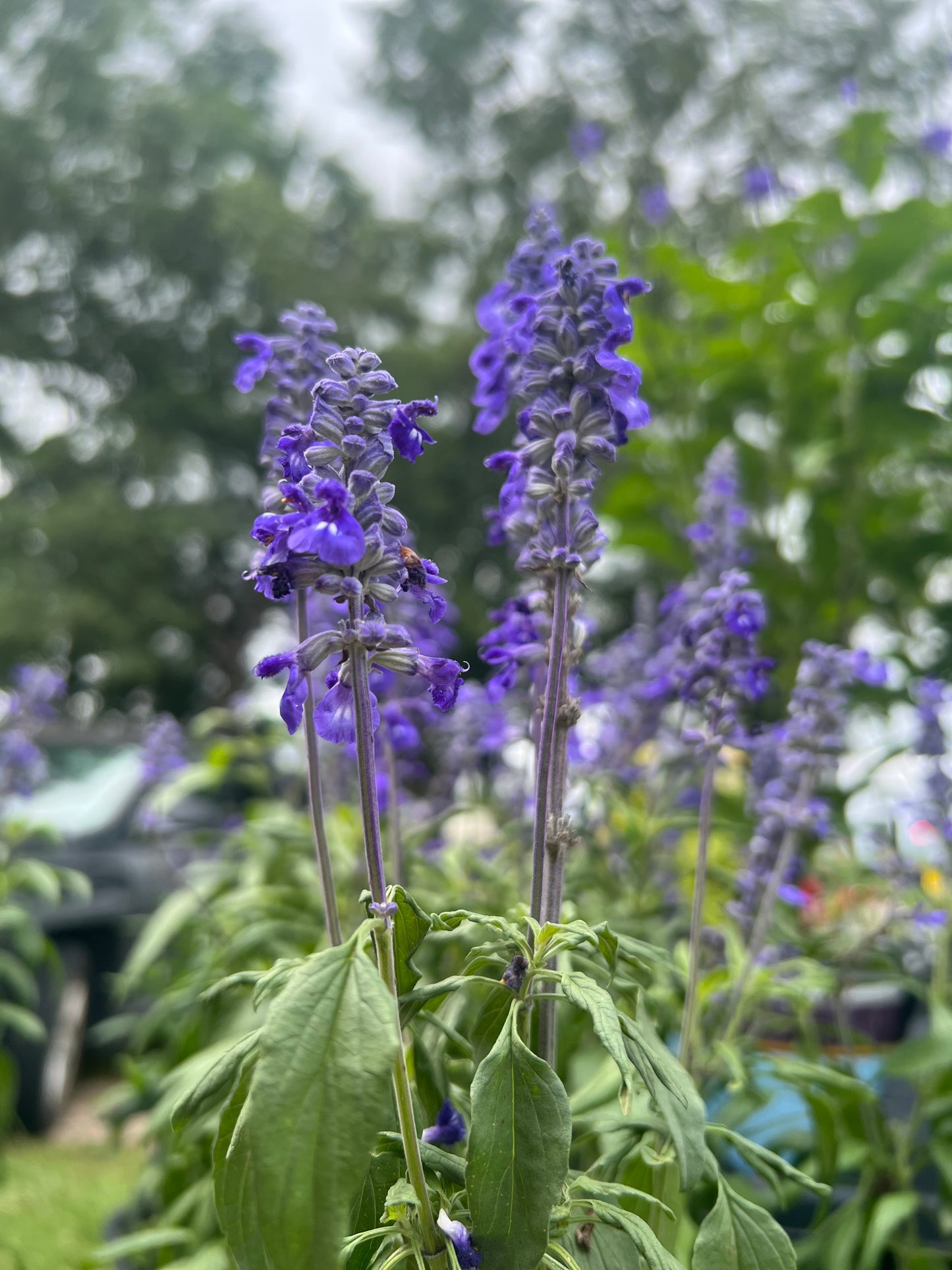 Salvia 'Victoria Blue'