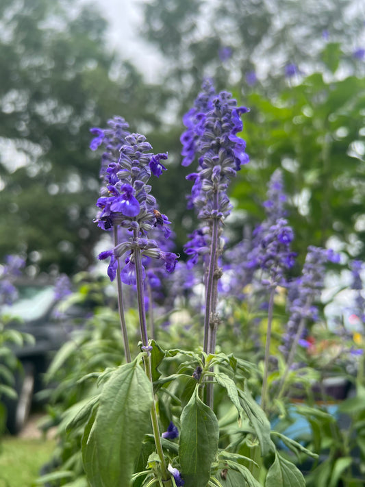Salvia 'Victoria Blue'