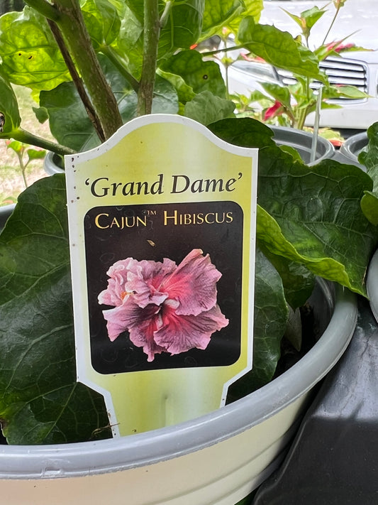 Hibiscus Grande Dame - Cajun Hibiscus