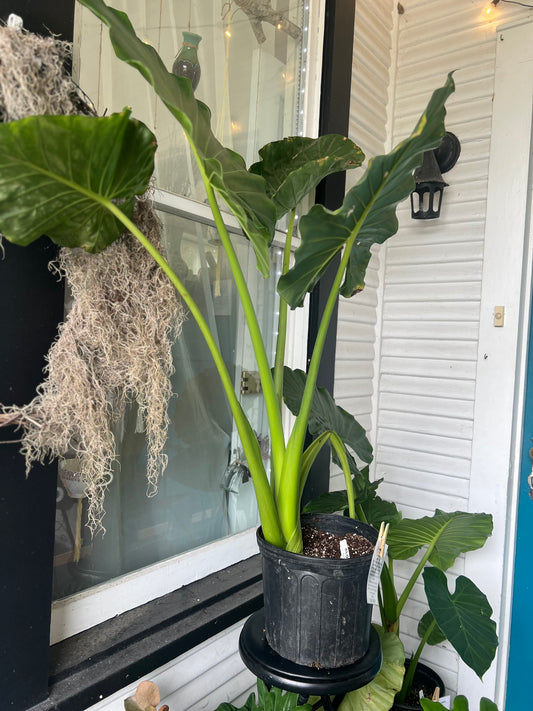 Alocasia Calidora