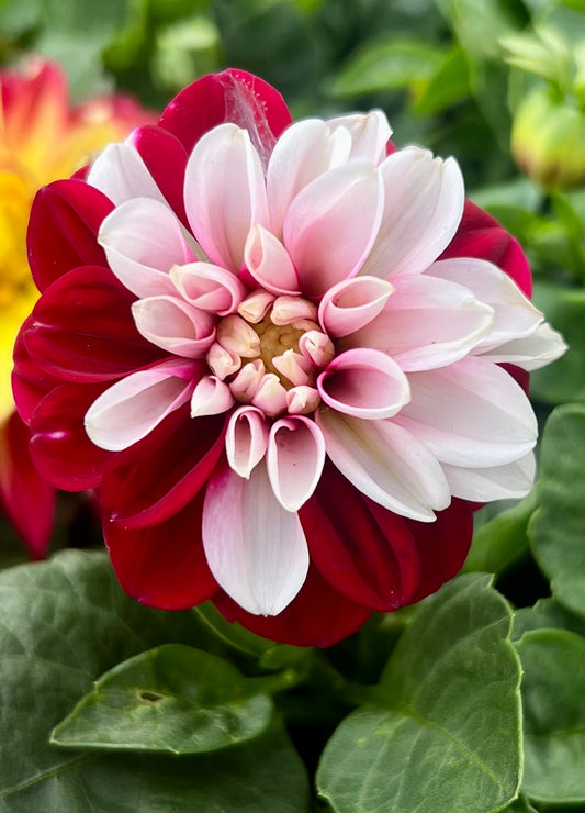 Dahlia 'Starsister Crimson Picotee'