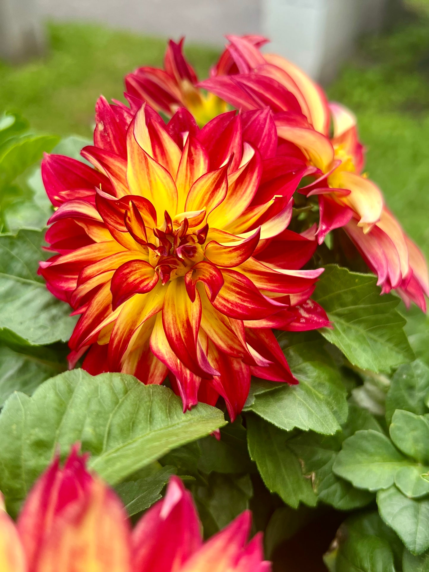 Dahlia 'Cherie Red Flare'
