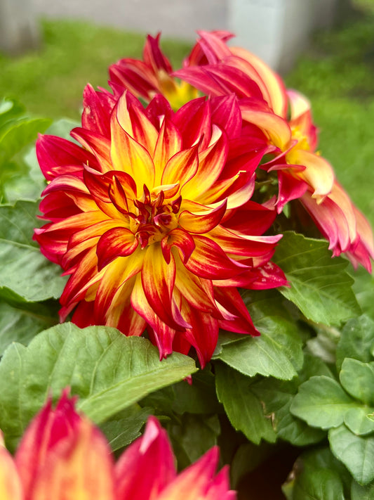 Dahlia 'Cherie Red Flare'