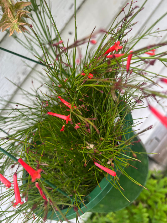 Russellia Dwarf Red