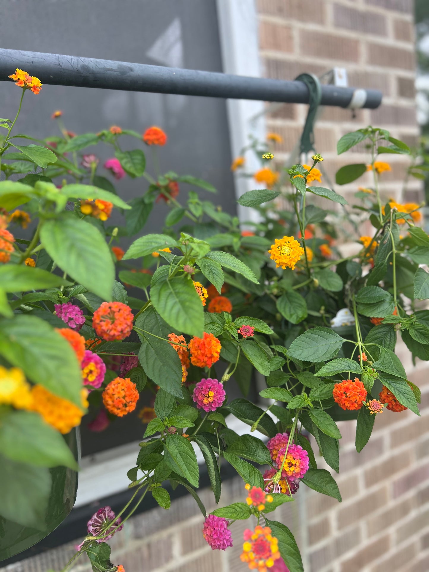 MixMaster Lucky Charm