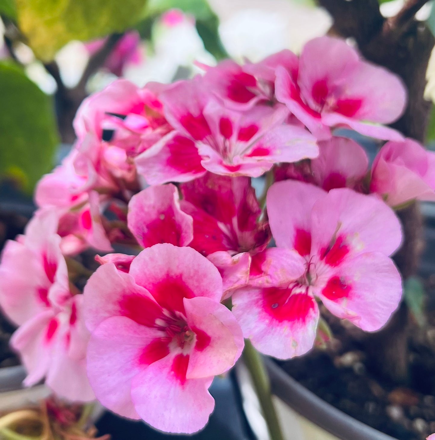 Geranium Fantasia Lavender Sizzle