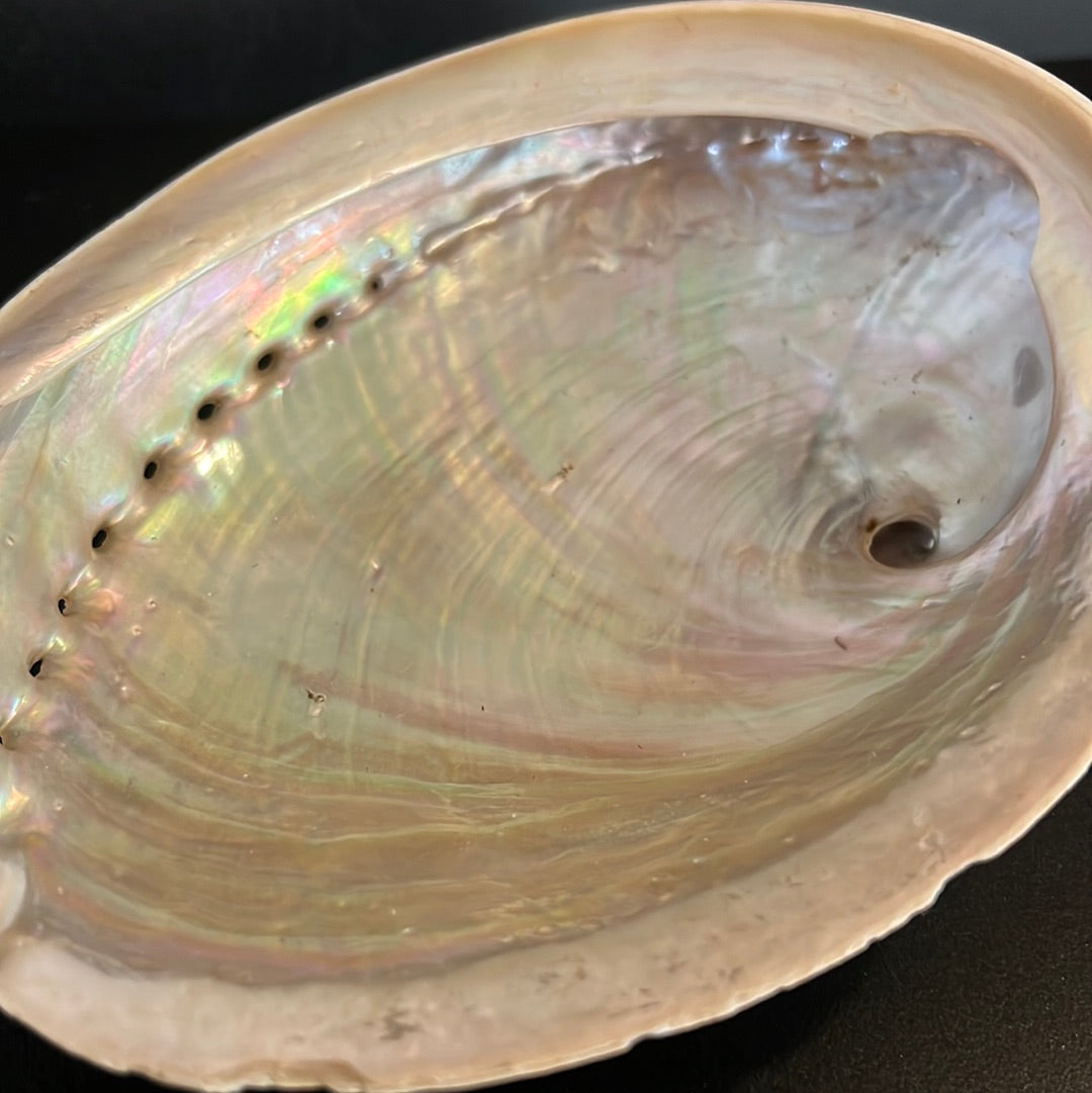 Abalone Shell Large