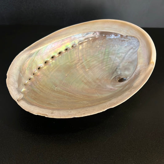 Abalone Shell Large