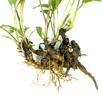Echinacea Purpurea Root Organic Dried Herb