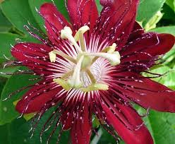 Passiflora 'Lady Margaret'