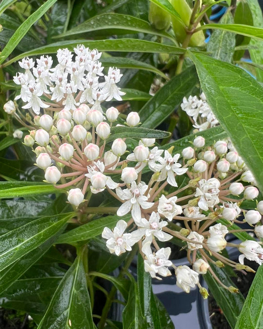 Asclepias variegata White Native Milkweed