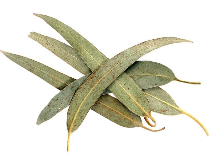Eucalyptus Leaf Dried Organic Herb