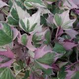Ipomoea Pink Frost (Sweet Potato Vine)